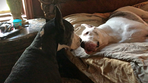 Great Dane Nags Brother Dog To Get Out Of Bed