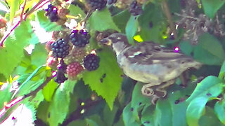 IECV NV #711 - 👀 Footage Of A House Sparrow Eating Blackberries In The Tree Bush 🐤 8-17-2018