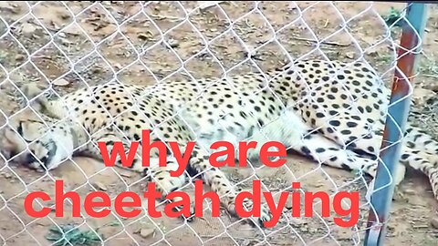 Cheetah Death | Second Cheetah Dies in MP's Kuno National Park | Who Is To Blame | English News