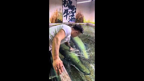 2 Dragon Fish in Tank #rumble #suble #subie #wrx #viral