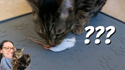 Jericho eats a whole mouse