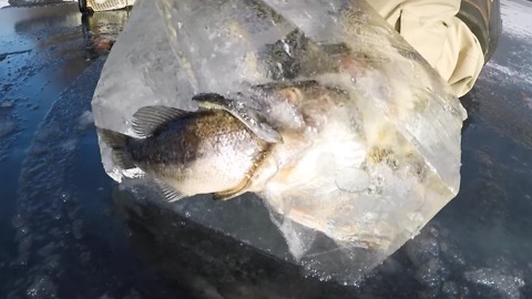 A Pike "Freezes" While Eating A Bass- A Rare Find!