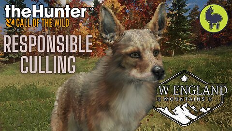 Responsible Culling, New England Mountains | theHunter: Call of the Wild PS5