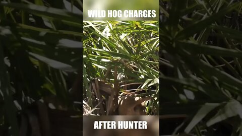 Wild hog charges after hunter! 🐗#Shorts