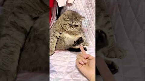 FUNNY CUTE KITTEN - Tiktok Compiled #Shorts