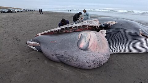 Fin whale not to be exploded on the Oregon Coast.