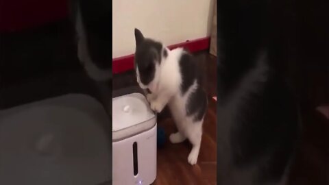 Drinking water cute video #shorts #cat #funnycats