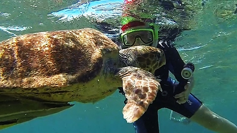 Huge Sea Turtle Tries To Chomp On Swimmer's Camera