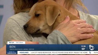 Pet of the Week: Ben