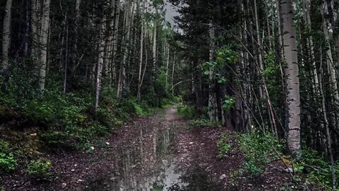 Rain on puddles on a secluded forest path in Ophir Colorado