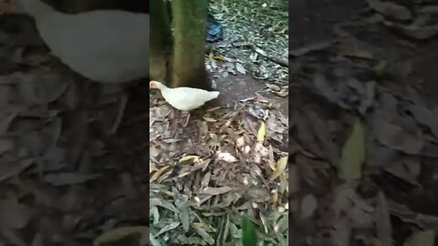 Silver Muscovy duck 4th March 2022