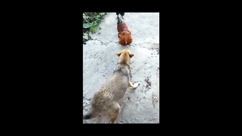 How Will The Fight Between Chicken And Dog Turn Out?