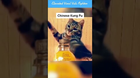 Are Cats the Best Fighters? 🐱🥋 | #funnyanimals #kungfu #cats #shorts