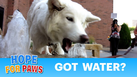 Ultimate dog tease: Dog eating water - please share.