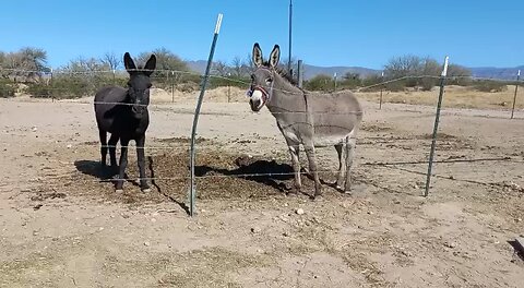 ￼ Nuestros amigos y mascotas ￼ en el rancho