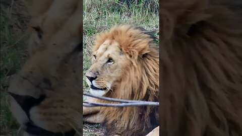 Teeth!!! #Wildlife | #ShortsAfrica