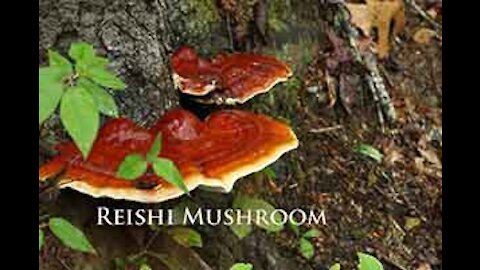 PFTTOT Part 161 Benefits of Reishi Mushroom