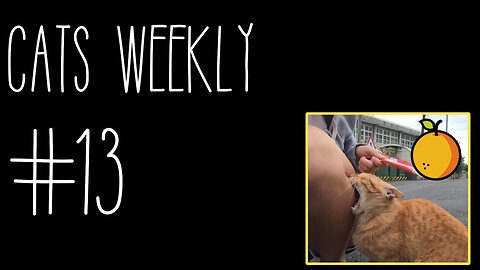 Cats Weekly (#13) – One Brain Cell To Rule Them All