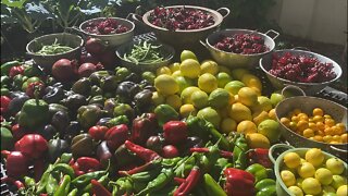 Today’s Garden Harvest