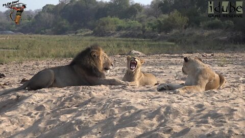 Daughters Of The Mapogo Lions - Rebuilding The Othawa Pride - 131: Relaxing In The River