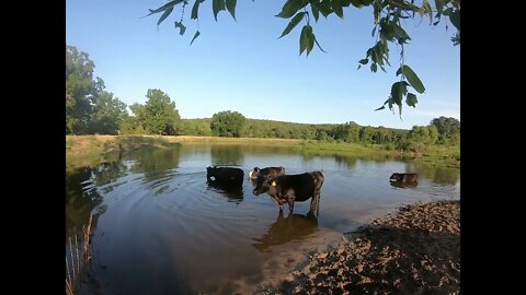 Gordon Ranch Volume 2: Cows Cooling Off In A Lake