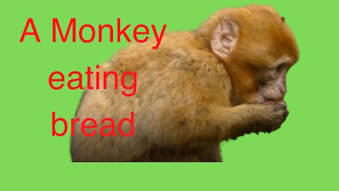 a funny video | watch this monkey eating bread