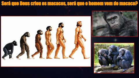 Será que Deus criou os macacos, será que o homem vem do macaco? | Zouloula100 Português