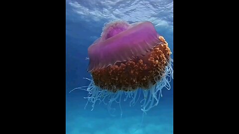 Ocean paradise ,, video by Navax.mv