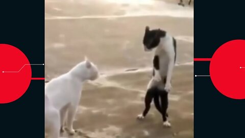 😼 Cats fight compilation 🐈 Funny pets 🐈 you have to see it 😼