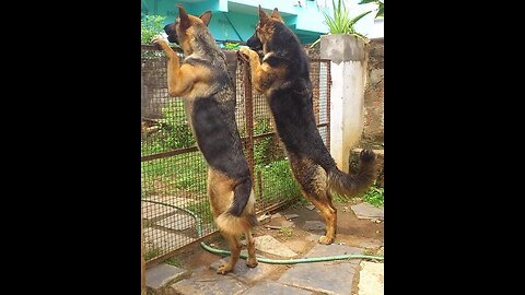 Cute puppy barking dog