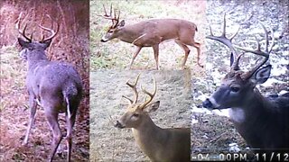 Kentucky Trail cam VLOG #1 Big Bucks, Food Plots & Land Management