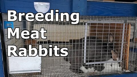 How To Breed Meat Rabbits