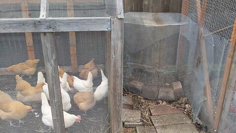 Transforming our Greenhouse into Chicken Run with Connecting Tunnel