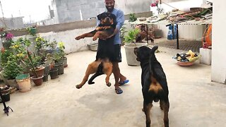 Stress Buster, Play with your best friend || Mr.Nut & Mr.Bolt