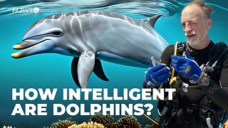 God's Brilliant Design: Dolphins | Dive into the Wonders of Creation | Robert Carter & Jim Scudder