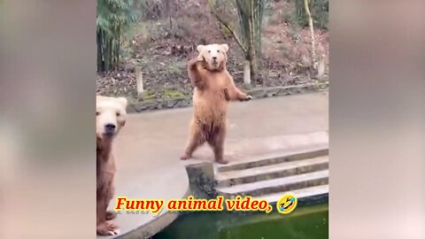 Funniest animal video