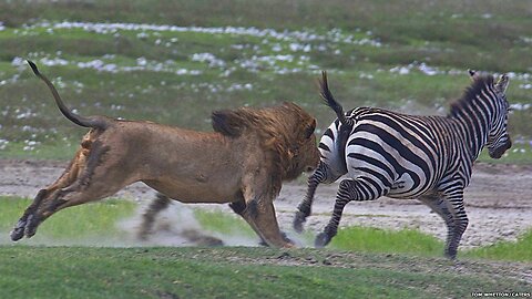 Great Counter Attack... lion & zebra #animals #wildlife #video #wildanimals #viralpost