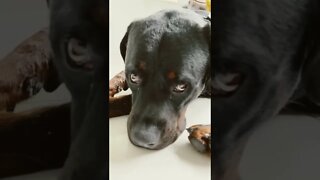 Huge Rottweiler is looking for trouble