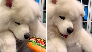 Pup goes through adorable sniffing test
