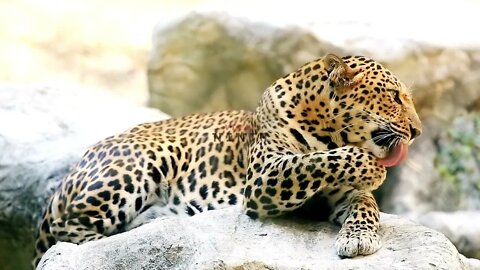 Beautiful leopard enjoying the sun in the jungle