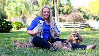 Cute Cub Kindergarten: Tigers’ Unusual Friends