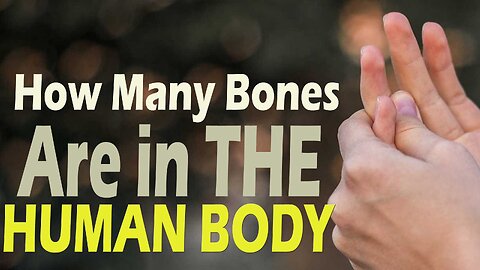 How many bones are in the human body ?