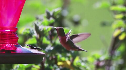 Female Rufous hummingbird approaching a red feeder to feed in super slow motion; 1000fps