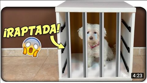 RAPTAN a Mi PERRO! NO ENCUENTRO a Dasha!😱🐶 Anima Dogs