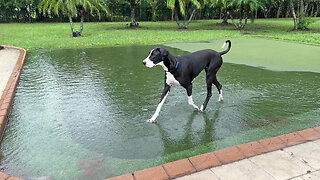 Florida Great Dane Enjoys Splashing In The Putting Green Rain Pool