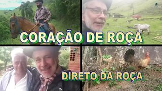 CORAÇÃO DE ROÇA DIRETO DA ROÇA NO CURRAL E PAULO O CELEIRO.