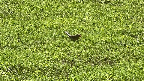 Mid-morning Northern Cardinal Gets the Worm, Too!