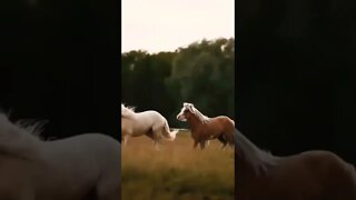 horses