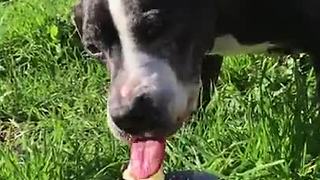 Elderly dog enjoys tasty birthday cupcake