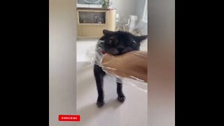 cute cat videos 😹 funny videos 😂1779